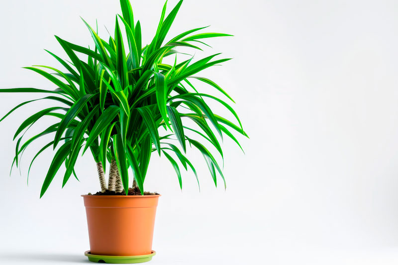 Dracaena-cintho