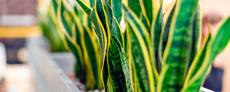 Sansevieria